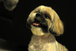 Angel - Shih Tzu Dog