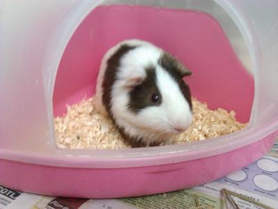 Pig Pig - Guinea Pig Small & Furry