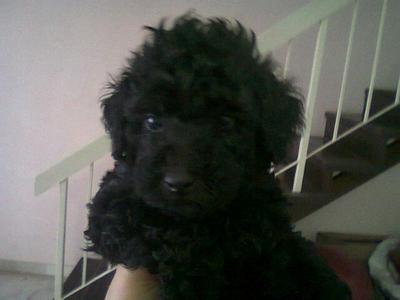 Toy Poodle - Poodle Dog