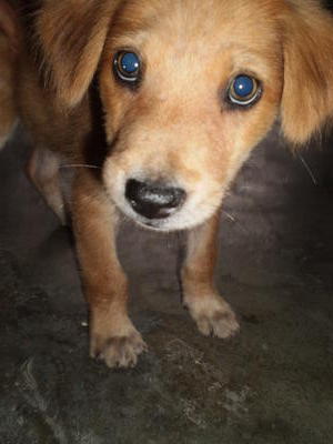 Sammy - Labrador Retriever Mix Dog