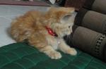 Oyen - Persian + Domestic Long Hair Cat