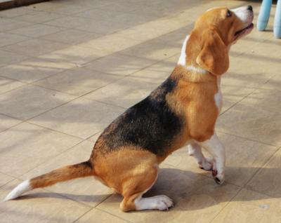 Baby - Beagle Dog