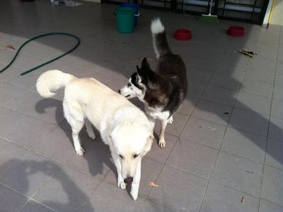 Qitmir (White Male) &amp; Cloe (Female) - Kuvasz + Husky Dog