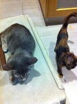 Tallulah And Tigerlily - Tabby + Tortoiseshell Cat