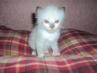 Snow White - Persian + Applehead Siamese Cat