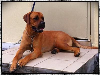 Rocky - Bullmastiff Dog