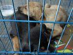 Adoption Puppies * Urgent * - Rottweiler Mix Dog