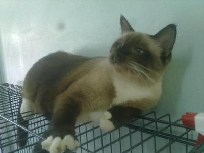 Inky (Stokin) - Siamese Cat