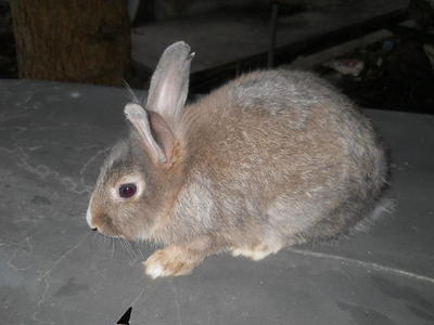 White &amp; Brown - Lionhead + Netherland Dwarf Rabbit