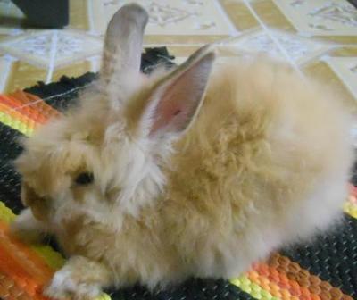 Lil Brown - Angora Rabbit Rabbit