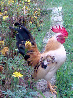 Chicken Birds Sold - 9 Years 1 Month, Serama Chicken from 