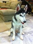 Shawn - Siberian Husky Dog