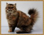 Fife Registered Exotic Long Hair - Persian Cat