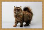 Fife Registered Exotic Long Hair - Persian Cat