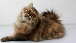 Fife Registered Exotic Long Hair - Persian Cat