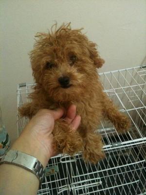 Dark Red Tcup Poodle  Rm1580 - Poodle Dog