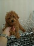 Dark Red Tcup Poodle  Rm1580 - Poodle Dog