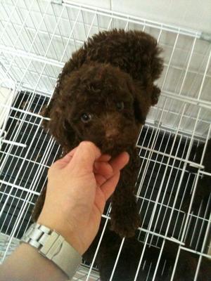 Cocoa(Coca-cola) Tiny Toy Poodle  - Poodle Dog