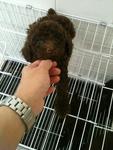 Cocoa(Coca-cola) Tiny Toy Poodle  - Poodle Dog