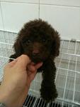 Cocoa(Coca-cola) Tiny Toy Poodle  - Poodle Dog