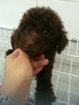 Cocoa(Coca-cola) Tiny Toy Poodle  - Poodle Dog