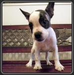 PF24936 - French Bulldog + Jack Russell Terrier Dog