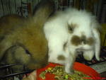 Lop Ear Rabits - Angora Rabbit + Lop Eared Rabbit