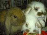 Lop Ear Rabits - Angora Rabbit + Lop Eared Rabbit