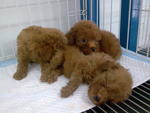 Teacup Poodle - Poodle Dog