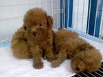 Teacup Poodle - Poodle Dog