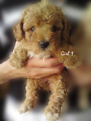 Toy Poodle (Curly Fur+short Muzzle) - Poodle Dog