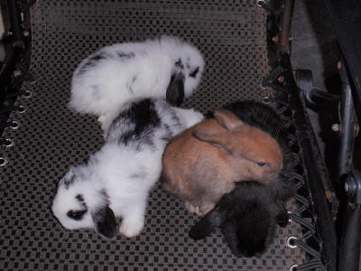 Holland Lop - Holland Lop Rabbit