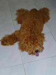 Small Size Brown Toy Poodle - Poodle Dog