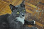 Rayneka れいか Blossom - Domestic Short Hair + Russian Blue Cat