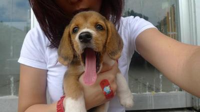 Mika - Beagle Dog