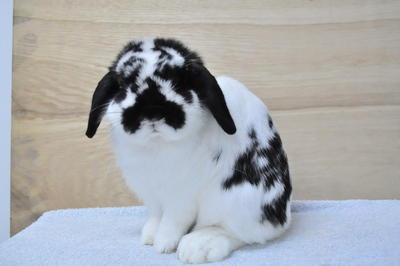 Holland Lop - Broken Black - Holland Lop Rabbit