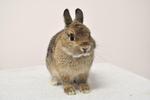 Holland Lop - Broken Black - Holland Lop Rabbit