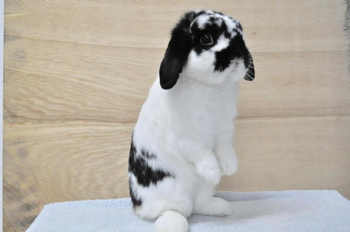 Holland Lop Rabbit Sold - 10 Years 8 Months, Holland Lop - Broken Black