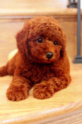 Super Red Male Toy Poodle - Poodle Dog