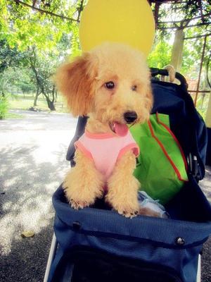 Cute Tiny Toy Poodle - Poodle Dog