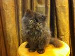 Pure Flat Face Persian Kitten Cat  - Persian Cat