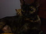 Good Mum And A Kid - Domestic Short Hair + Balinese Cat