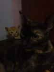 Good Mum And A Kid - Domestic Short Hair + Balinese Cat