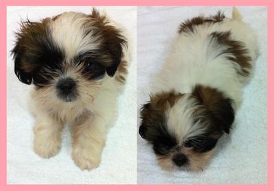 Shih Tzu Puppies Sold - 11 Years 11 Months, Pure Breed Shih Tzu from ...