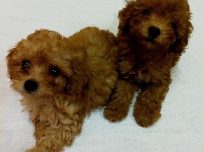 Red Tiny Toy Poodle - Poodle Dog