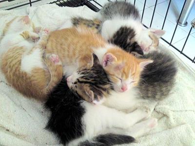 Lolly And Her Kittens - Domestic Short Hair Cat