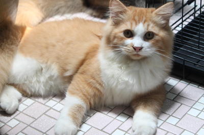 Oyen - Persian Cat