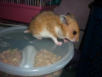 Golden Syrian Hamster  - Syrian / Golden Hamster Hamster