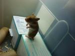 Golden Syrian Hamster  - Syrian / Golden Hamster Hamster