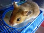 Golden Syrian Hamster  - Syrian / Golden Hamster Hamster